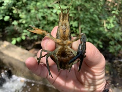 Procambarus virginalis