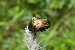 Protaetia cuprea