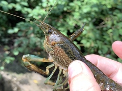 Procambarus virginalis