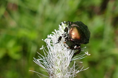 Protaetia cuprea