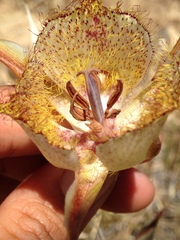 Calochortus fimbriatus