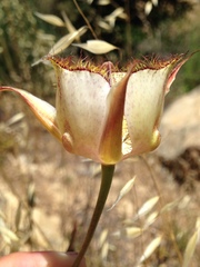 Calochortus fimbriatus