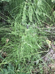 Equisetum telmateia telmateia