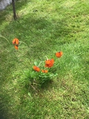 Pilosella aurantiaca