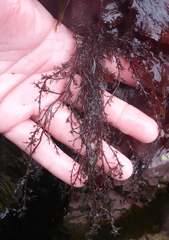Odonthalia floccosa