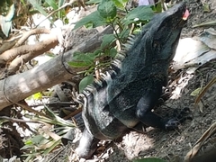Ctenosaura similis