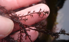 Odonthalia floccosa