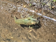 Procambarus virginalis