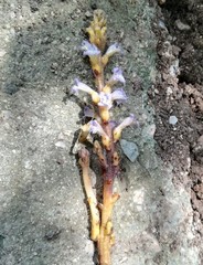 Phelipanche aegyptiaca