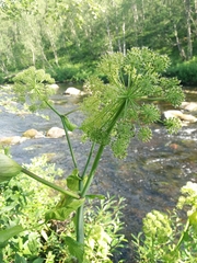 Angelica archangelica litoralis