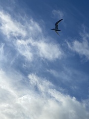 Thalasseus sandvicensis