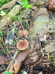 Auriscalpium vulgare