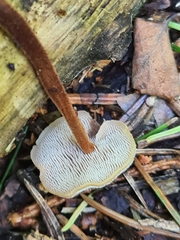Auriscalpium vulgare