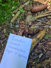 Auriscalpium vulgare