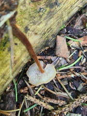 Auriscalpium vulgare