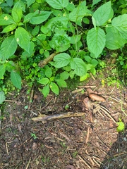 Auriscalpium vulgare