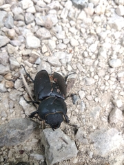 Lucanus