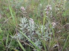Leontopodium leontopodioides