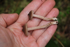 Inocybe putilla