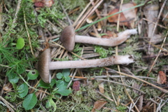 Inocybe putilla