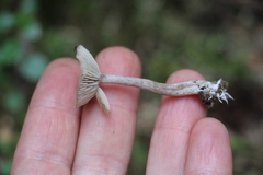 Pseudolaccaria pachyphylla