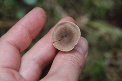 Pseudolaccaria pachyphylla