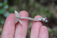 Pseudolaccaria pachyphylla