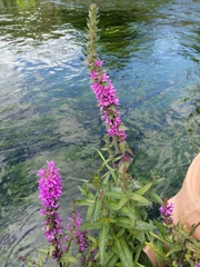 Lythrum salicaria