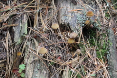 Mycena viridimarginata
