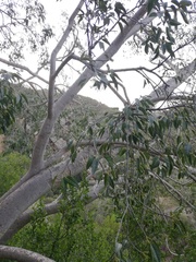 Ficus cordata cordata
