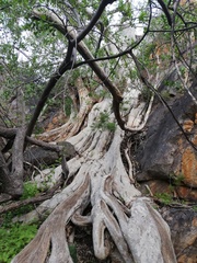 Ficus cordata cordata