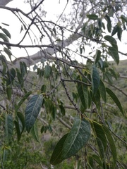 Ficus cordata cordata