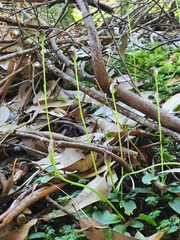 Pterostylis pedunculata