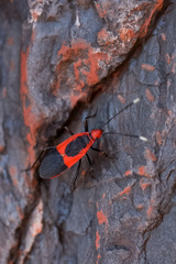 Australodindymus nigroruber