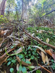 Pterostylis pedunculata