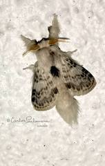 Apotolype brevicrista