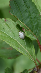 Harmonia eucharis