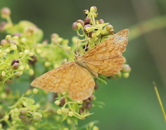 Idaea serpentata
