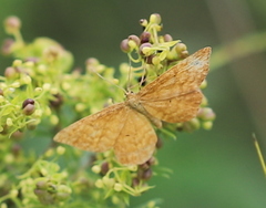 Idaea serpentata