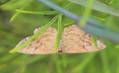 Idaea serpentata