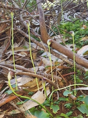 Pterostylis pedunculata