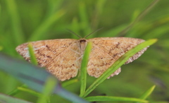 Idaea serpentata