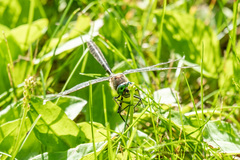 Cordulia shurtleffii