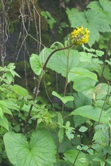 Ligularia fischeri