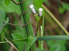 Ipomoea carnea fistulosa