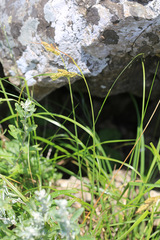 Carex peiktusani