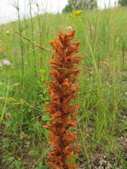 Orobanche elatior