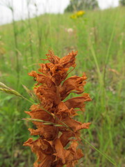 Orobanche elatior