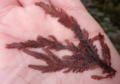 Neoptilota densa