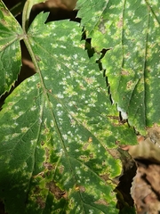 Septoria aegopodii
